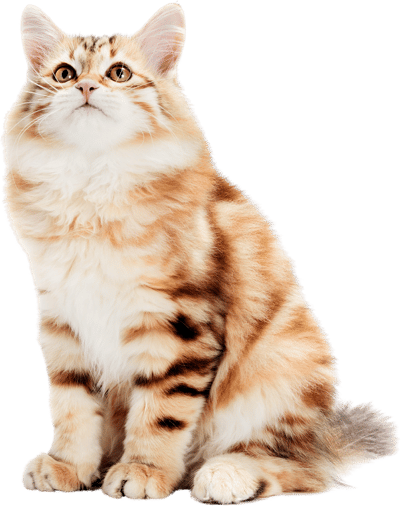 Siberian Lovely Cat