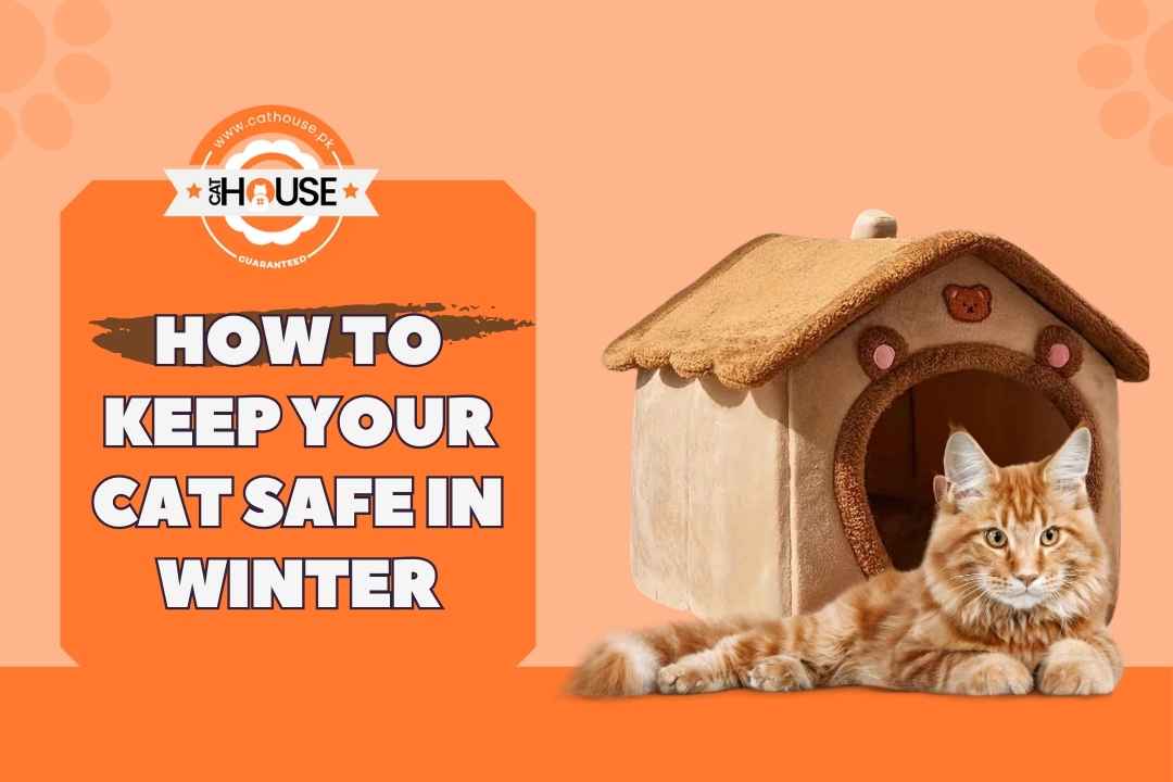 How to keep your cat safe in winter cat house