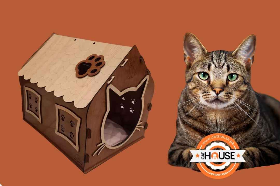 Luxury Cat Living Top Trends in Cat House