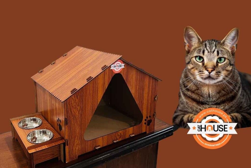 Choosing the Perfect Cat House in Pakistan