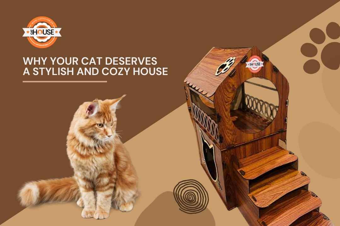 Why Your Cat Deserves a Stylish and Cozy House