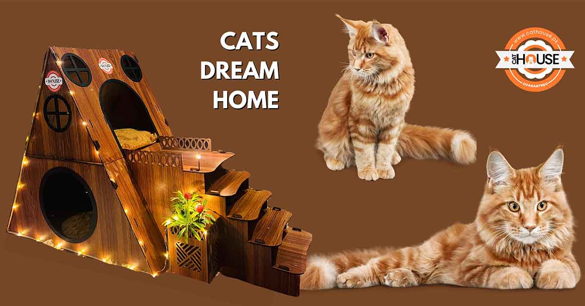 Cats Dream Home