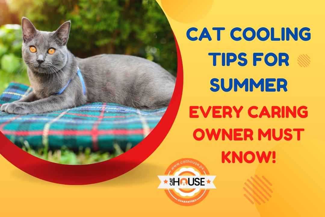 Cat Cooling Tips for Summer