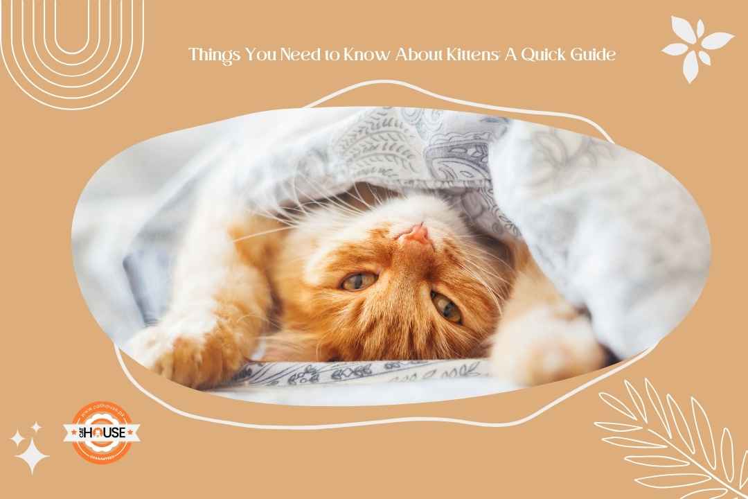 Things You Need to Know About Kittens