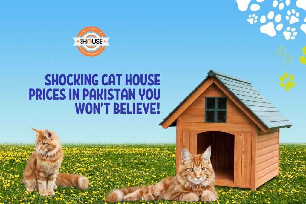 Shocking Cat House Prices in Pakistan