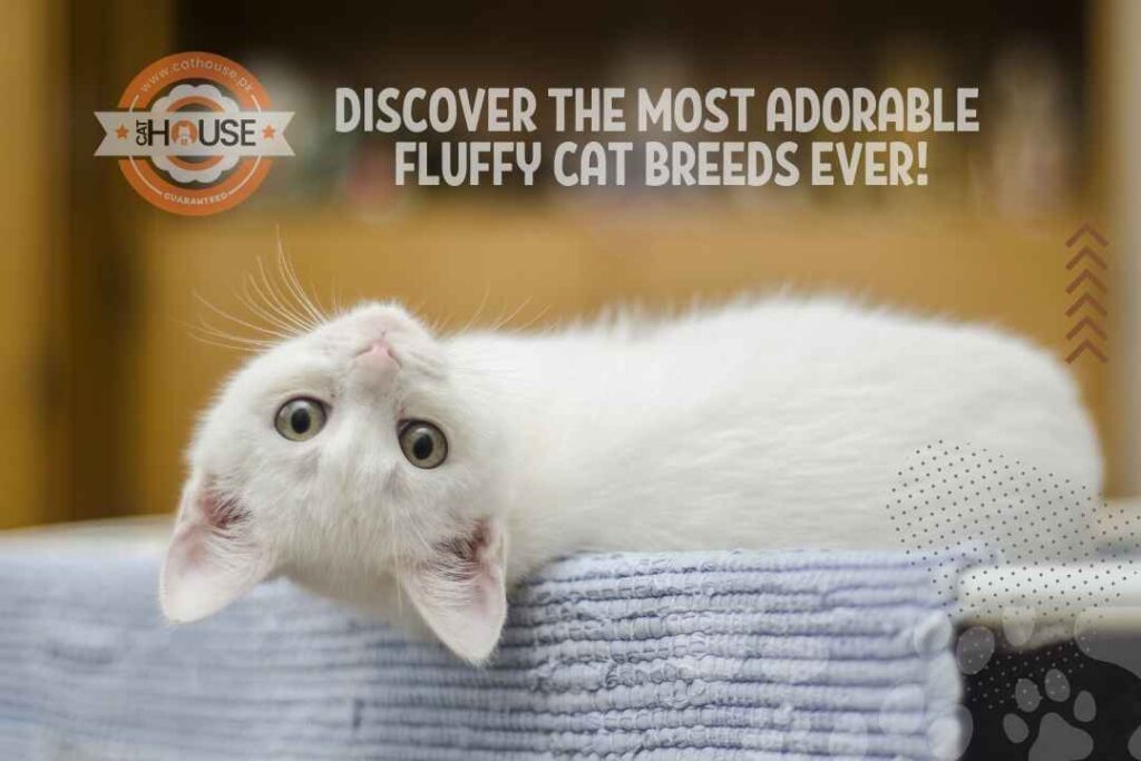 Fluffy Cat Breeds