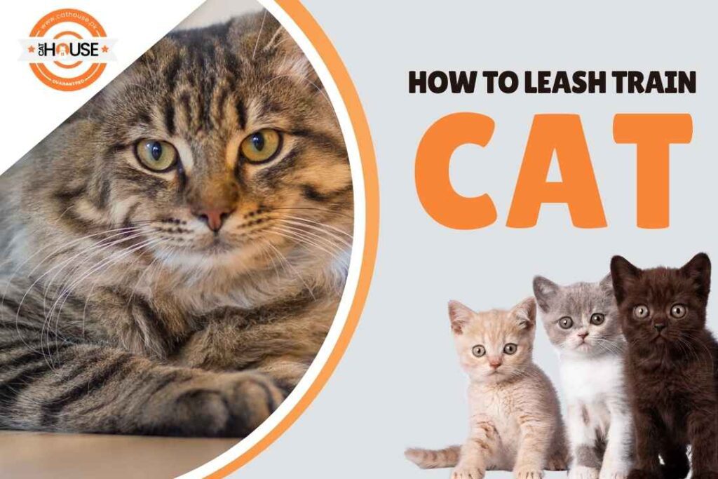 How to Leash Train a Cat