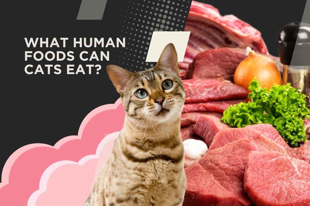 Foods Can Cats Eat