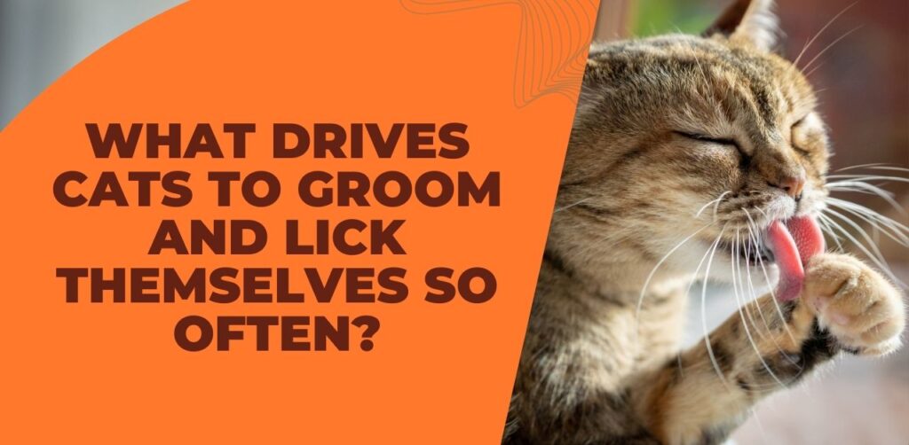 Cats to Groom and Lick